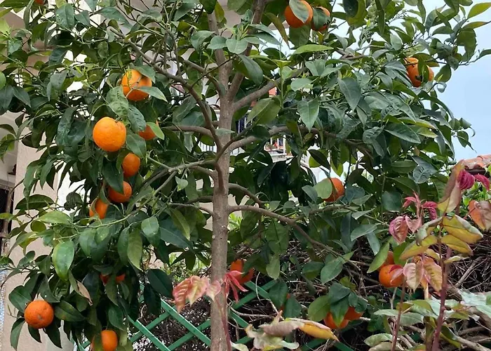 Apartamento Aurora *